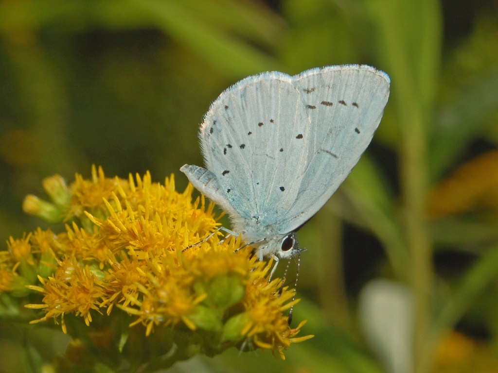 Dei licenidi celesti da determinare - Celastrina argiolus